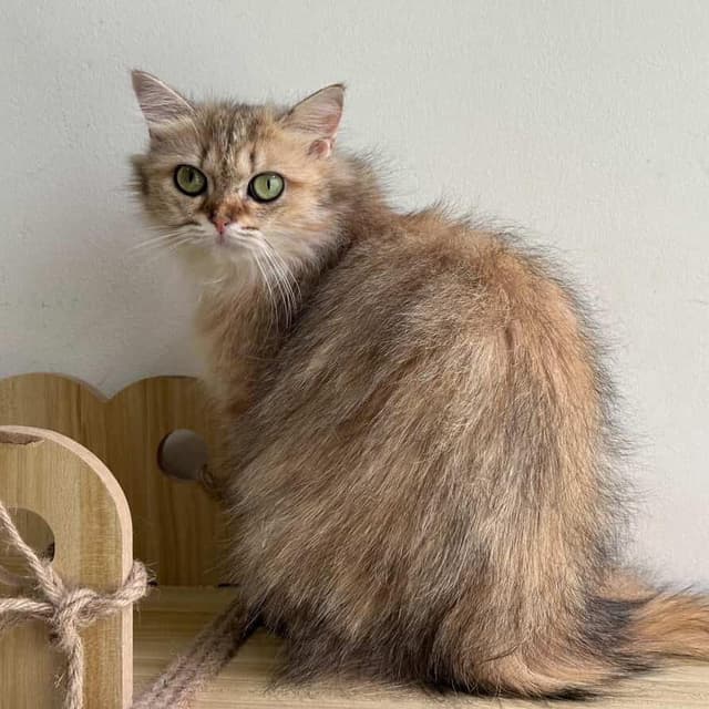 tabbi fur lambo